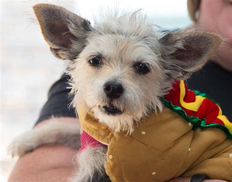 Visit petsmart's everyday dog or cat adoption centers or, at select locations, adopt a variety of small pets or reptiles. POSTPONED: BARKtoberfest, a Pet Adoption Event | Turtle ...