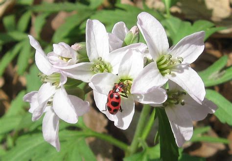 Spotted Lady Beetle Coleomegilla Maculata On Toothwort Flickr