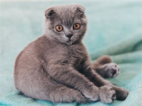 Top 10 Strangest Cat Breeds Weird And Funny Looking Felines