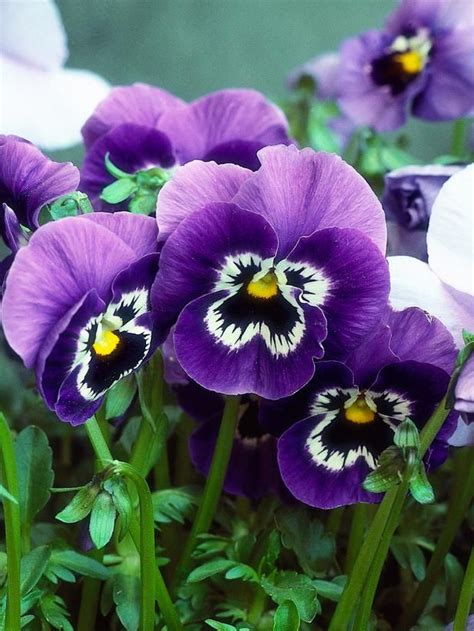 Purple And White Pansies Are Growing In The Garden With Green Leaves On