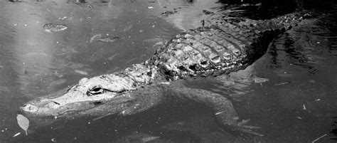 Press the space key then arrow keys to make a. Are There Alligators in the Triangle? Learn More | Critter ...