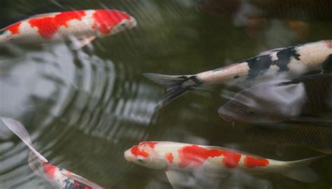 We stand behind everything we sell. Grants for Building Fish Ponds in Alabama | Bizfluent
