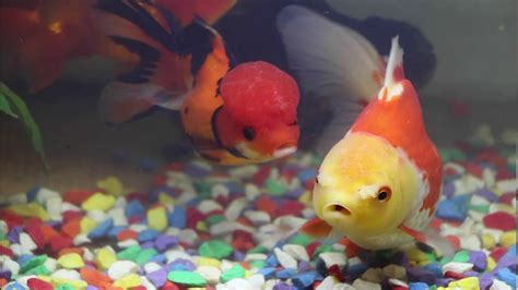 Goldfish Quarantine Tank Koi Pond Window Koi Fish Vs Koi Fish Goldfish