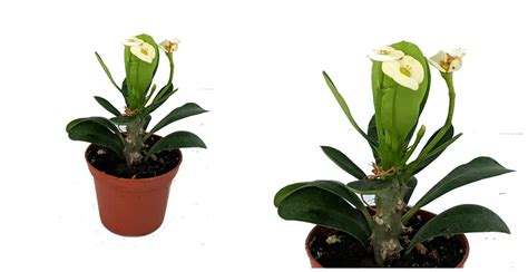 Biblical Crown Of Thorns Helena White Live and similar items