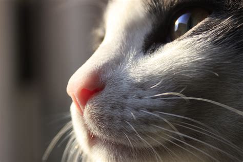 Free Images Animal Pet Kitten Feline Ear Yawn Close Up Human
