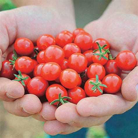 Each year we test and. Tomato Candyland Red (60 Days) - T&T Seeds