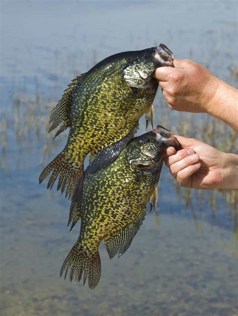 Crappie Fishing Simple How To Techniques And Tips Best Fishing In