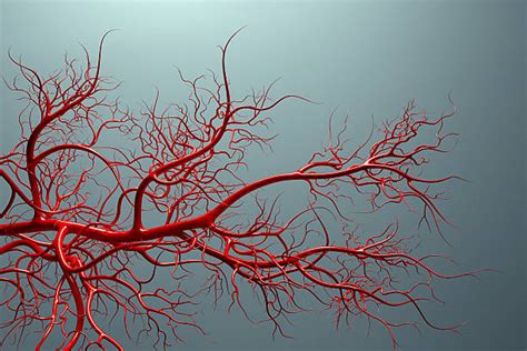 Blood Vessels Stock Photos Pictures And Royalty Free Images Istock