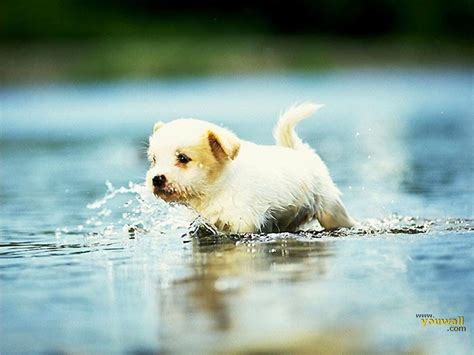 cute dogs wallpapers wallpaper cave