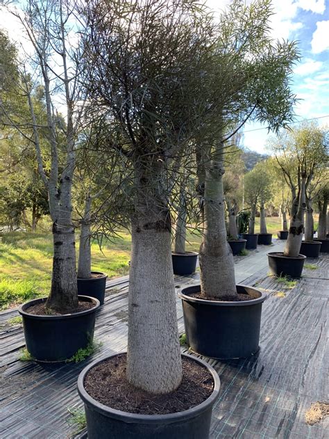 Pruning A Queensland Bottle Tree Designer Trees Australia