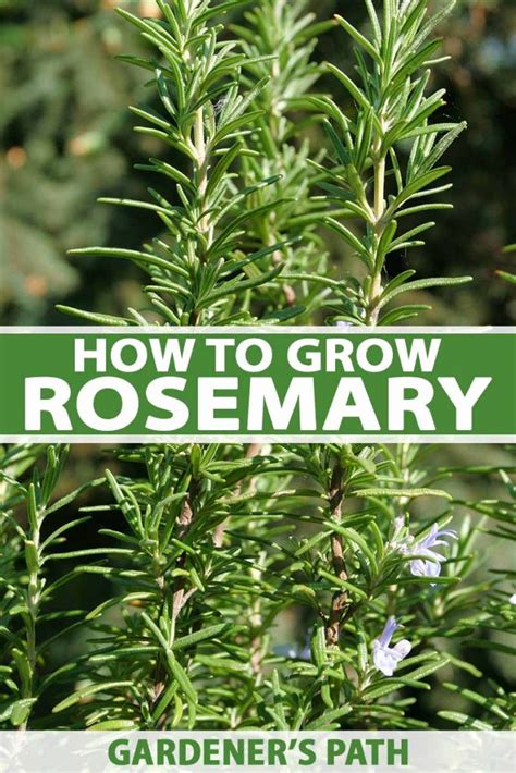 How To Grow Rosemary In The Home Herb Garden Gardeners Path