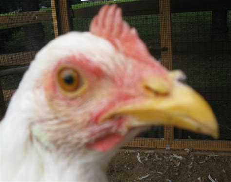 Strange Bump On Chickens Beak Pics Backyard Chickens Learn How