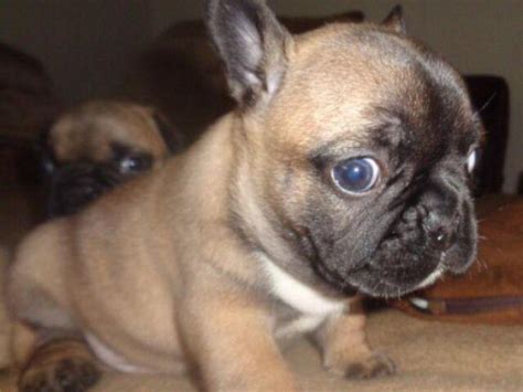 Browse thru our id verified puppy for sale listings to find your perfect puppy in your area. french bulldog puppies for sale in texas in Allen, Texas ...