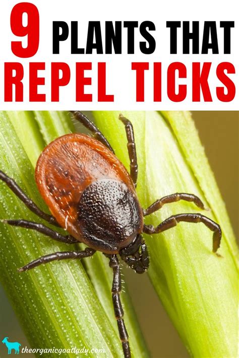 9 Plants That Repel Ticks - The Organic Goat Lady | Natural insect ...