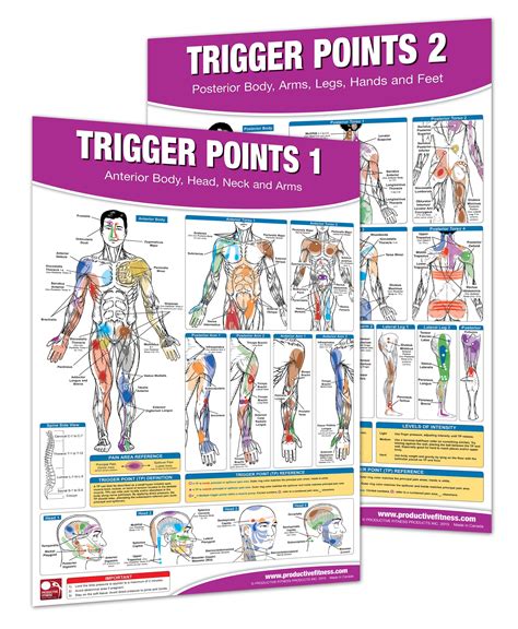 buy trigger point therapy chart poster set acupressure charts myofascial trigger points
