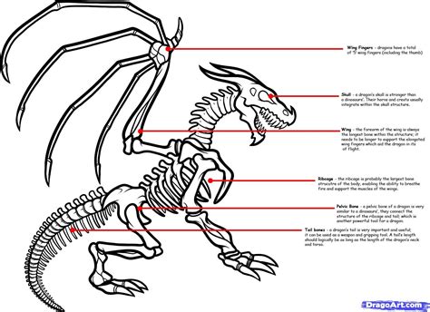How To Draw A Dragon Skeleton Dragon Skeleton Step By