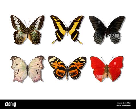 Six Multi Colored Butterflies Stock Photo Alamy