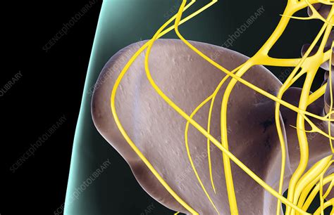 The Nerves Of The Hip Stock Image F0015624 Science Photo Library