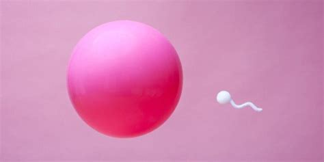 How Sperm Cells Function Huffpost Canada Life