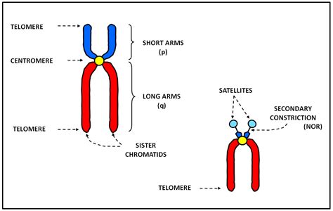Structure And Types Of The Eukaryotic Chromosomes Wikilectures