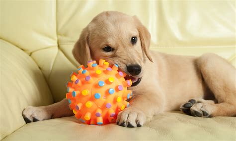 20 Chew Toys for Puppies That'll Save Your Shoes - Perfect for Teething Dogs!