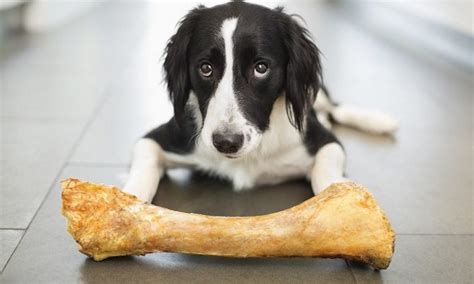 Are Cooked Bones Bad For Dogs Pet Help Reviews Uk