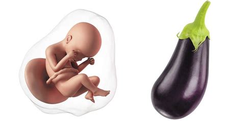 As mentioned, babies in the womb will often use their hands when they react to a noise or sound. Do Babies Sleep In The Womb At 24 Weeks - Baby Viewer