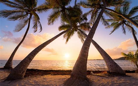 Nature Landscape Beach Sunrise Palm Trees Sea Sand