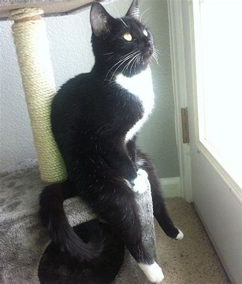 Cat Sits Like A Person Reddit Viral Cats Funny Animals Animals
