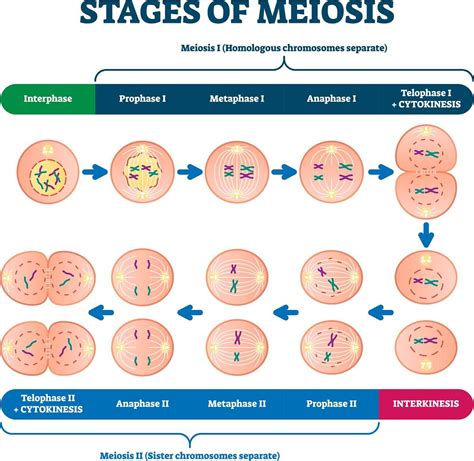 Label The Phases Of Meiosis