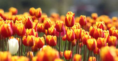 Highly Anticipated Chilliwack Tulip Festival Opens To The Public On