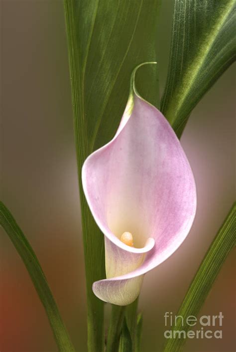Stunning Pink Calla Lily Photograph By Deborah Smolinske Fine Art America
