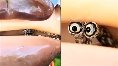 Shy Snail Sticks Eyes Out Of Shell YouTube
