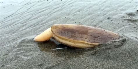 This Viral Video Of A Clam Digging Into Sand Will Mesmerize Or Disgust You
