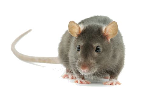 Get directions, reviews and information for do it yourself pest control in columbus, ga. First Rate Pest Control Columbus GA | City Pest Control Pros