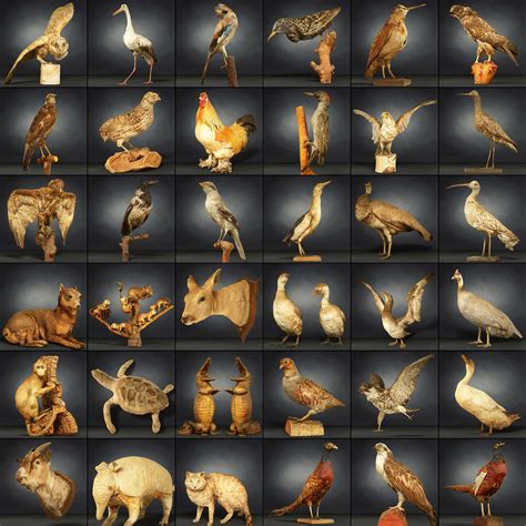 3d Model 36 Animal Models Master Collection Vr Ar Low Poly Cgtrader