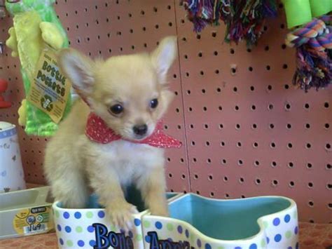 Find puppies for sale in melbourne, florida! Long Hair Chihuahua Puppies TOO CUTE!!!!!! for Sale in Melbourne, Florida Classified ...