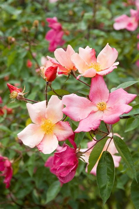 Will you learn any other kind of dance? Rose Types
