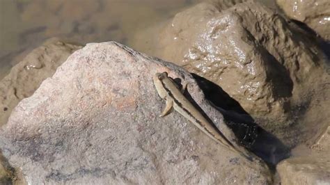 Mudskippers Fish That Can Walk On Land Youtube