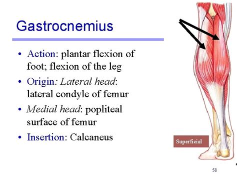Gastrocnemius Action Soleus Muscle Wikipedia The Gastrocnemius
