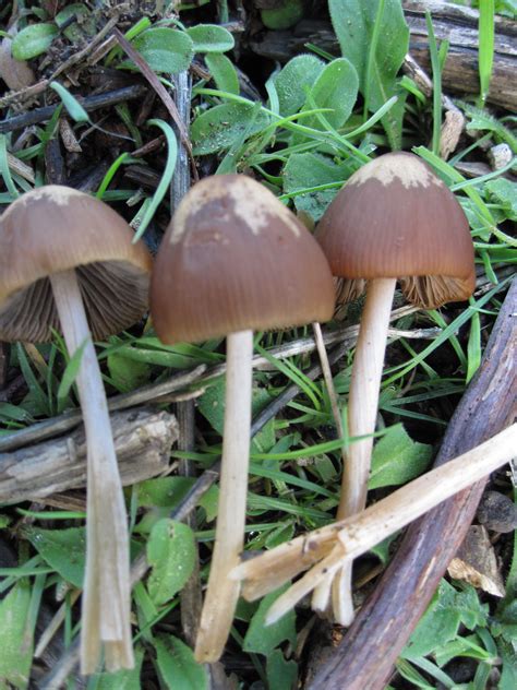 The mushrooms are grouped by family, so closely related mushrooms are listed together. SoCal Wild Mushroom Identification Help - Wild Mushrooming ...