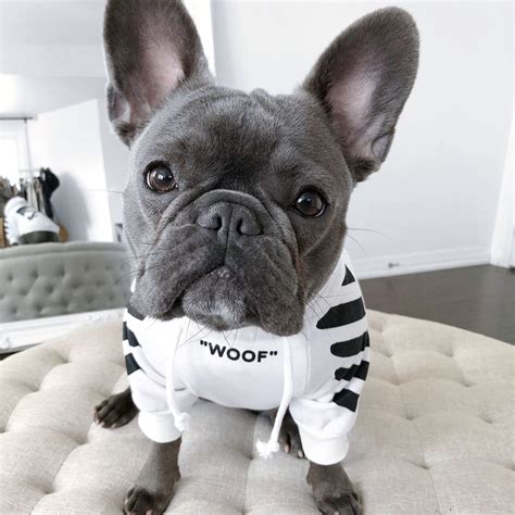 The french bulldog mix can have multiple purebred or mixed breed lineage. "Woof" Dog Hoodie For Frenchies With Attitude (3 Colors) - Ask Frankie