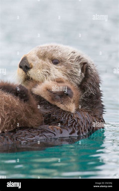 Female Sea Otter Holding Newborn Pup Out Of Water Prince William Sound
