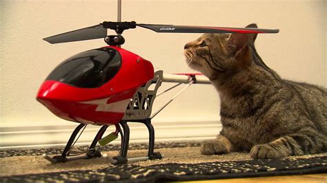 The Catchelor Episode 02 Helicopter Cat Youtube