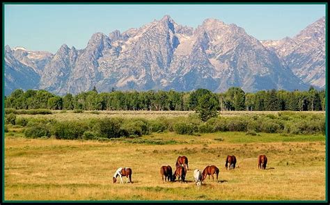 Wild Horses Grand Teton Wy Grand Teton National Park Lo Flickr