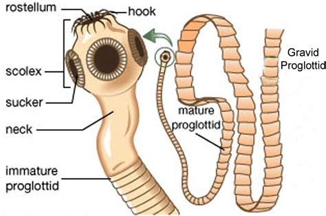 Parts Of A Tapeworm