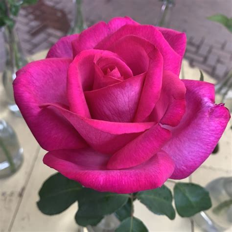 Std Garden Queen 90cm Ludwigs Roses