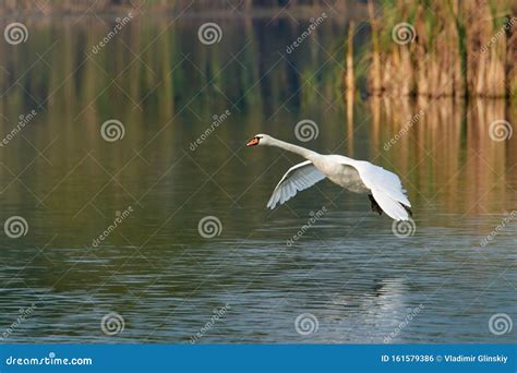 White Swan Flies Low Over The Lake Water Stock Photo Image Of Flying