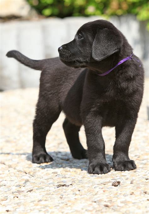 The scientific names of species are italicized. Black Dog Names - Over 200 Inspiring Ideas For Naming Your Pup