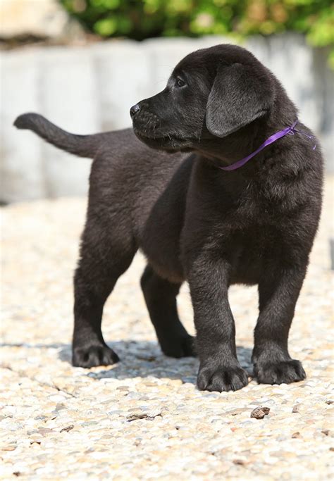 Black Dog Names - Over 200 Inspiring Ideas For Naming Your Pup